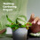 Grow Your own Venus Flytrap Kit – Easily Grow Carnivorous Venus Flytrap Plants with our Beginner friendly Venus Flytrap Kit - Unique Seed Kit Gift 5