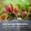 Grow Your own Venus Flytrap Kit – Easily Grow Carnivorous Venus Flytrap Plants with our Beginner friendly Venus Flytrap Kit - Unique Seed Kit Gift 2