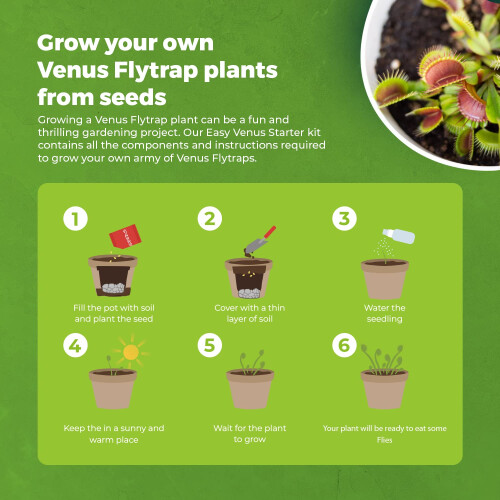 Grow Your own Venus Flytrap Kit – Easily Grow Carnivorous Venus Flytrap Plants with our Beginner friendly Venus Flytrap Kit - Unique Seed Kit Gift 2