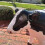 Inflatable Animal-domesticated-xdd 2