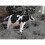 Inflatable Animal-domesticated-xdd 3
