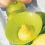 2 Pieces Silicone Lemon Juicer,2024 Ping 4