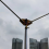 Positive V Bottom Plate Shortwave Antenna(Without Fixing Rod) 2