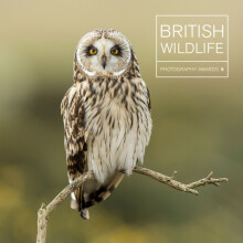 British Wildlife Photography Awards 9 by Maggie Gowan Hardcover Book