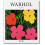Warhol (english) 1