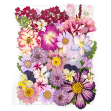18 tipuri de 37 pcs flori presate uscate violet pentru matri?e de ra?ina tineretbro reale florile presate naturale pentru artizanat de arta DIY L