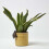 Homescapes Homescapes Tortoise Pot Hanger Decoration 6