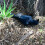 Realistic Hanging Dead Crow Decoy Lifesize Extra Large Black Feathered 10