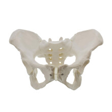 Levensgroot vrouwelijk bekkenmodel, heupmodel - Anatomie van het bekken en het bot