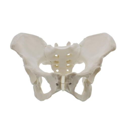 Levensgroot vrouwelijk bekkenmodel, heupmodel - Anatomie van het bekken en het bot 1