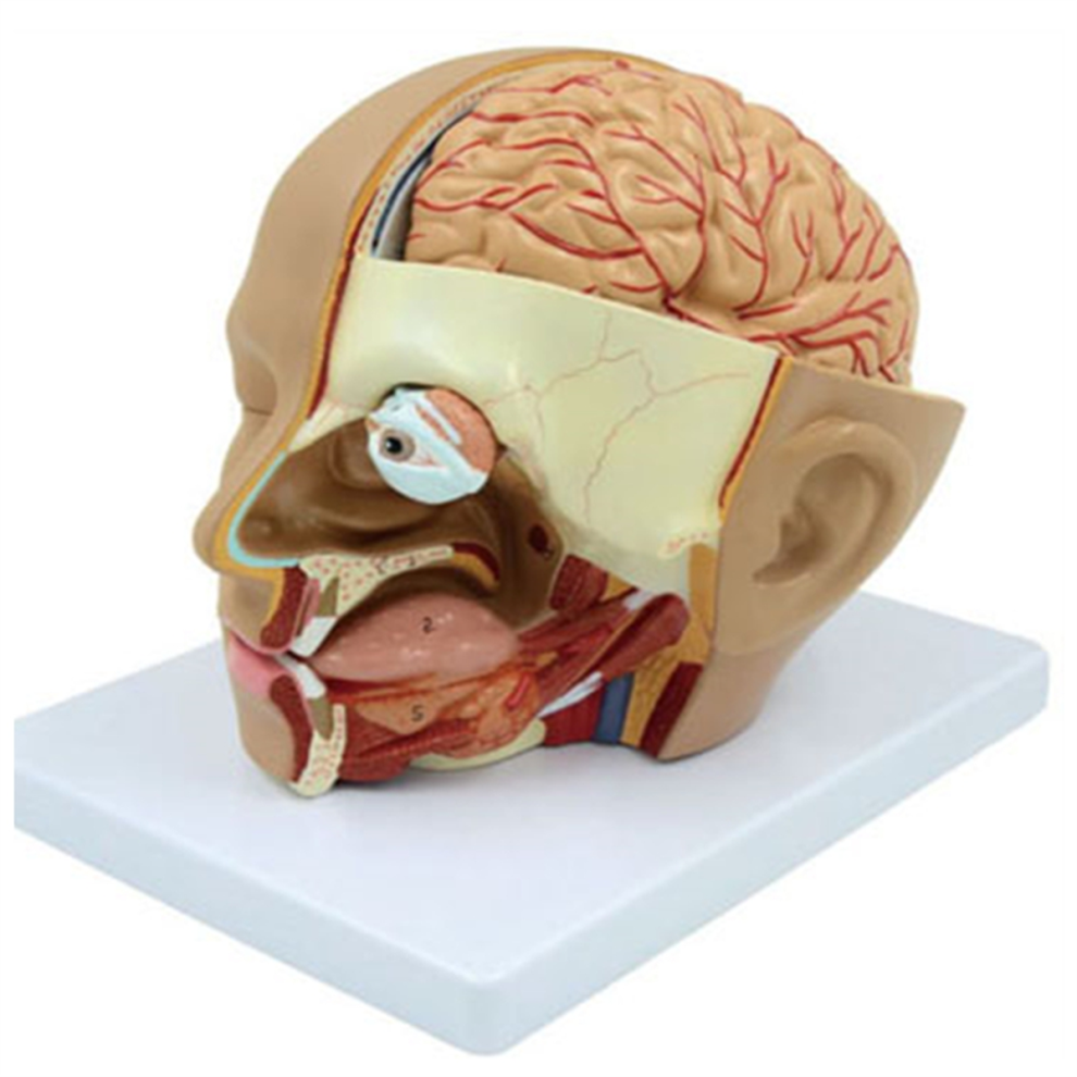 Modello Di Anatomia Umana Del Cervello - Sezione Anatomia