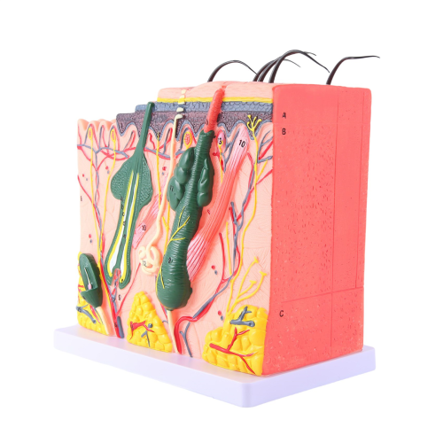 Huidmodel Huid Haarstructuur Vergroot Model Anatomiemodel 2