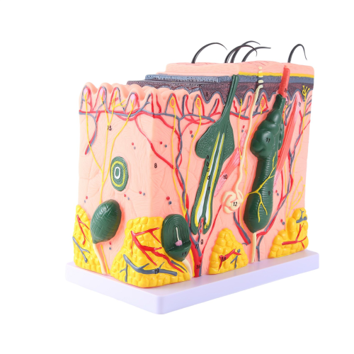 Huidmodel Huid Haarstructuur Vergroot Model Anatomiemodel