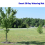 Smart 30+ Days Tree Watering Mat, Automatically Replenishes Rainwater 5
