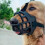 Dog Muzzle Breathable Basket MuzzleM 2