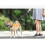 Dog Muzzle Breathable Basket MuzzleM 3