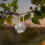 Hanging Solar Light Bulb Lantern Clear Garden Solar Warm White LEDs 4