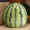 (Watermelon) Pineapple Lemon Apple Pomegranate Watermelon Mango Simulation Cushion Toy Sofa 1