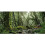 Fundo de Terrário Floresta Nebulosa Verde Grande Habitat de Répteis 30x12 polegadas 2