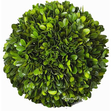 BOXWOOD VALLEY Deko-Kugel aus Buchsbaum, konservierte echte Buchsbaumbltter, grne Pflanzen, Heimdekoration fr Weihnachten, Erntedankfest, Gesc
