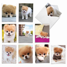 The Best Card Company - 10 Tarjetas en Blanco de Perros para Todas las Ocasiones (4 x 5.12 Pulgadas) - Boo El Perro Más Lind