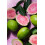 Korres KORRES ELASTI-SMOOTH GUAVA BODYBOTER 125ML 3