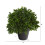 Nearly Natural 10in. Τεχνητό Φυτώριο Boxwood UV Ανθεκτικό (Εσωτερικού/Εξωτερικού Χώρου) 2