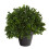 Nearly Natural 10in. Τεχνητό Φυτώριο Boxwood UV Ανθεκτικό (Εσωτερικού/Εξωτερικού Χώρου) 1