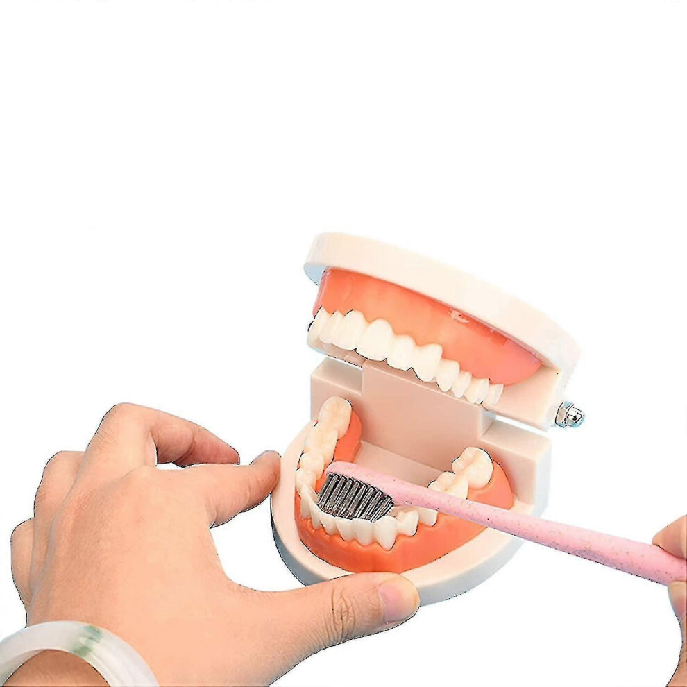 Kikidex (As Show, One Size) Bimirth Standard Teeth Model Kids Dental Teaching Study Supplies Demonstration