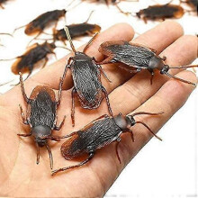 Prank Fake Roaches, Favorite Trick Joke Toys Look Real, Scary Insects Realistic Plastic Bugs, Novelty Cockroach for Party, Christmas, Halloween