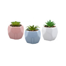 Ceramic Hexagon Shaped Pot With Adorable Succulent Assorted Colour