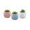 Ceramic Hexagon Shaped Pot With Adorable Succulent Assorted Colour 1