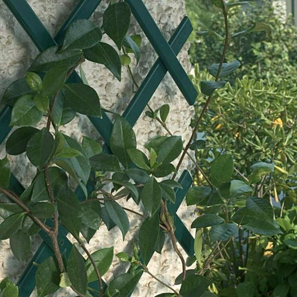 Green Color Plant Trellis Burr Free Useful Expandable Climb Wall Hanging Frame