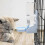 Rabbit Water Bottle, Hanging Water Fountain Automatic Dispenser 3