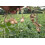 SAFLAX Anzucht Set - Erdnuß - Arachis - 8 Samen 5