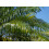 SAFLAX Anzucht Set - Dattelpalme - Phoenix - 25 Samen 5