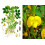 SAFLAX Anzucht Set - Erdnuß - Arachis - 8 Samen 7