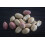 SAFLAX Anzucht Set - Erdnuß - Arachis - 8 Samen 6