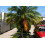 SAFLAX Anzucht Set - Dattelpalme - Phoenix - 25 Samen 6