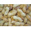 SAFLAX Anzucht Set - Erdnuß - Arachis - 8 Samen 3
