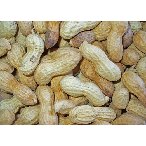 SAFLAX Anzucht Set - Erdnuß - Arachis - 8 Samen 2
