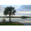 SAFLAX Anzucht Set - Palmettopalme - Sabal - 8 Samen 6