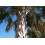SAFLAX Anzucht Set - Palmettopalme - Sabal - 8 Samen 4