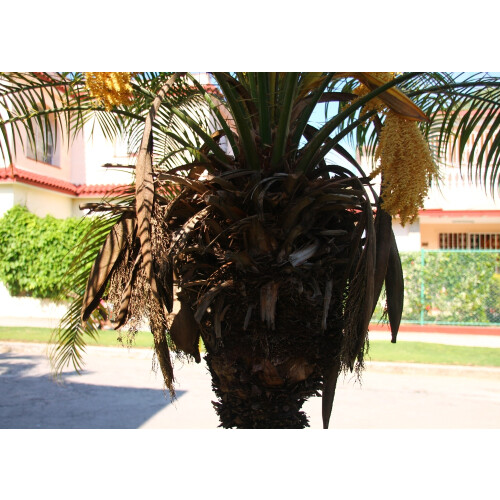 SAFLAX Anzucht Set - Dattelpalme - Phoenix - 25 Samen 2