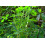 SAFLAX Anzucht Set - Erdnuß - Arachis - 8 Samen 4