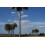 SAFLAX Anzucht Set - Palmettopalme - Sabal - 8 Samen 3