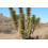 SAFLAX Anzucht Set - Joshua Tree - Yucca - 10 Samen 4