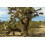 SAFLAX Anzucht Set - Joshua Tree - Yucca - 10 Samen 3