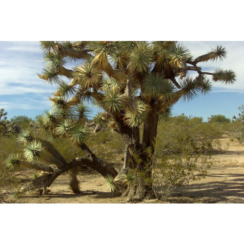 SAFLAX Anzucht Set - Joshua Tree - Yucca - 10 Samen 2