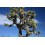 SAFLAX Anzucht Set - Joshua Tree - Yucca - 10 Samen 5